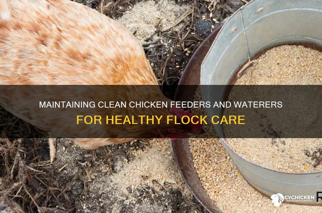 how to keep chicken food and water clean