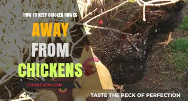 Protect Your Flock: Effective Strategies to Deter Chicken Hawks