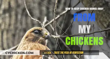 Protecting Chickens: Keeping Chicken Hawks Away