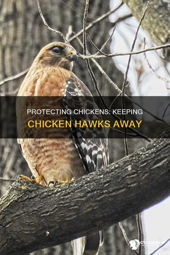 how to keep chicken hawks away from my chickens