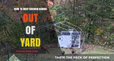 Effective Strategies to Protect Your Yard from Chicken Hawks