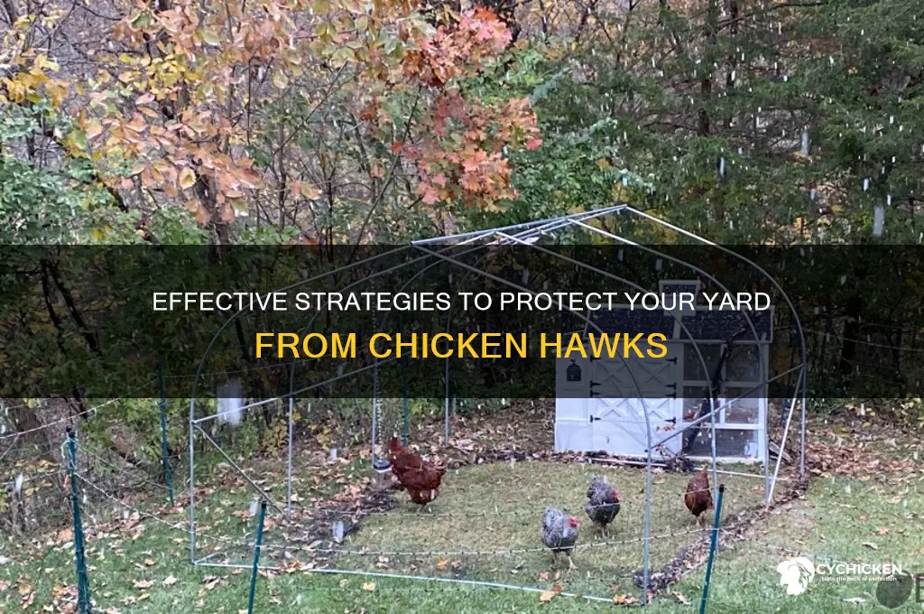 how to keep chicken hawks out of yard