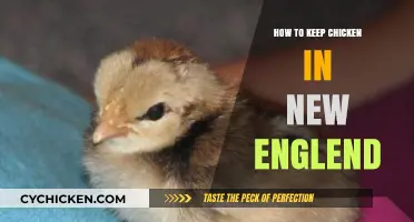 Raising Chickens in New England: Essential Tips for Year-Round Care