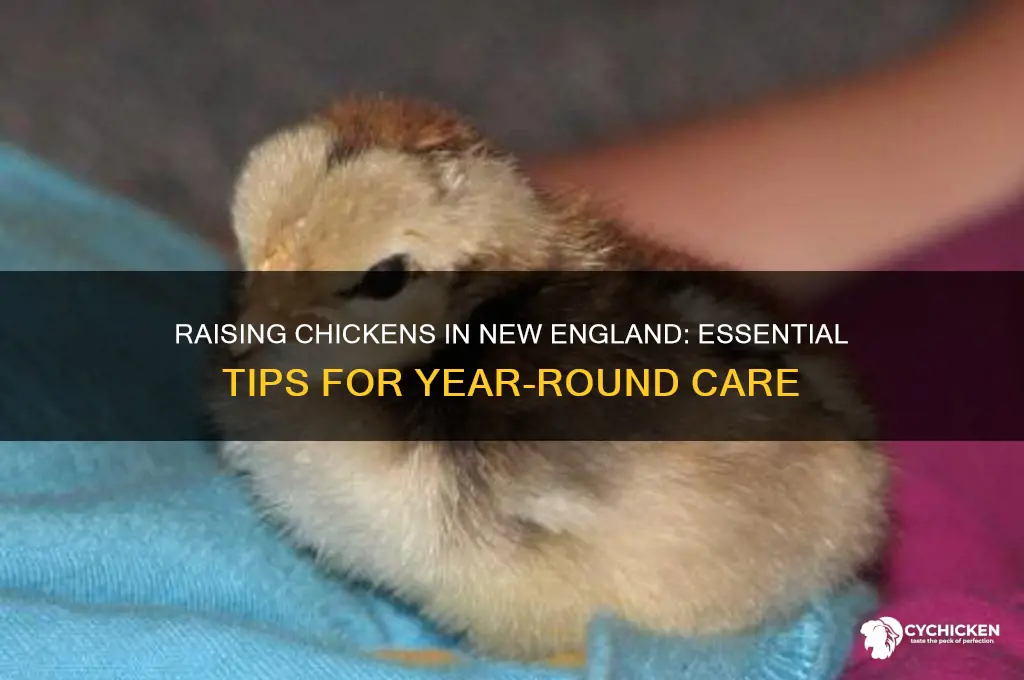 how to keep chicken in new englend