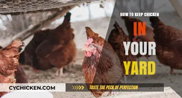 Keeping Chickens Happy: Tips for a Thriving Backyard Flock