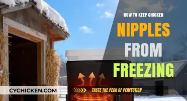 Prevent Frozen Chicken Nipples: Simple Winter Watering Tips for Coops