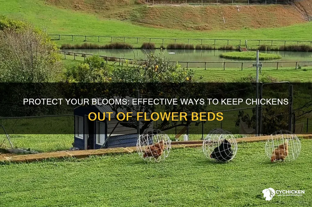 how to keep chicken out of flower beds