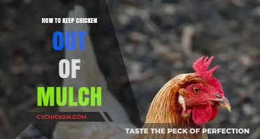 Effective Strategies to Keep Chickens Out of Your Mulch Beds