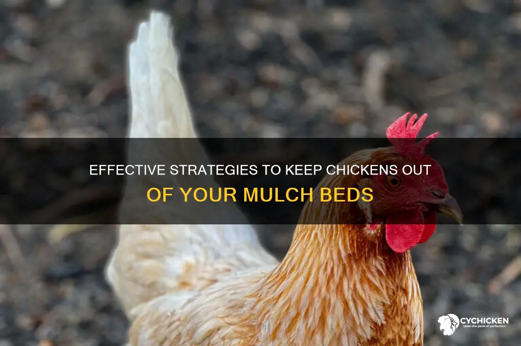 how to keep chicken out of mulch