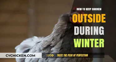 Winter Chicken Care: Tips for Keeping Your Flock Warm Outside