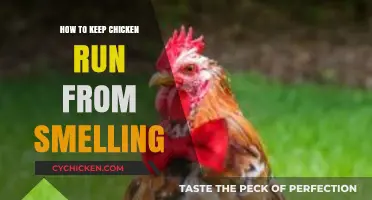 Effective Tips to Keep Your Chicken Run Odor-Free and Fresh