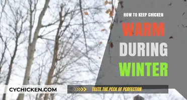 Winter Chicken Care: Cozy Tips to Keep Your Flock Warm