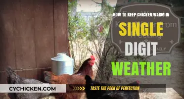 Keeping Chickens Warm and Cozy in Single-Digit Weather