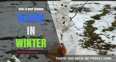 Winter Chicken Care: Tips to Keep Your Flock Warm and Cozy