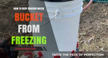 Prevent Frozen Chicken Water: Simple Tips to Keep Buckets Ice-Free
