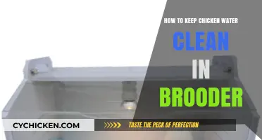 Effective Tips for Maintaining Clean Chicken Water in Your Brooder