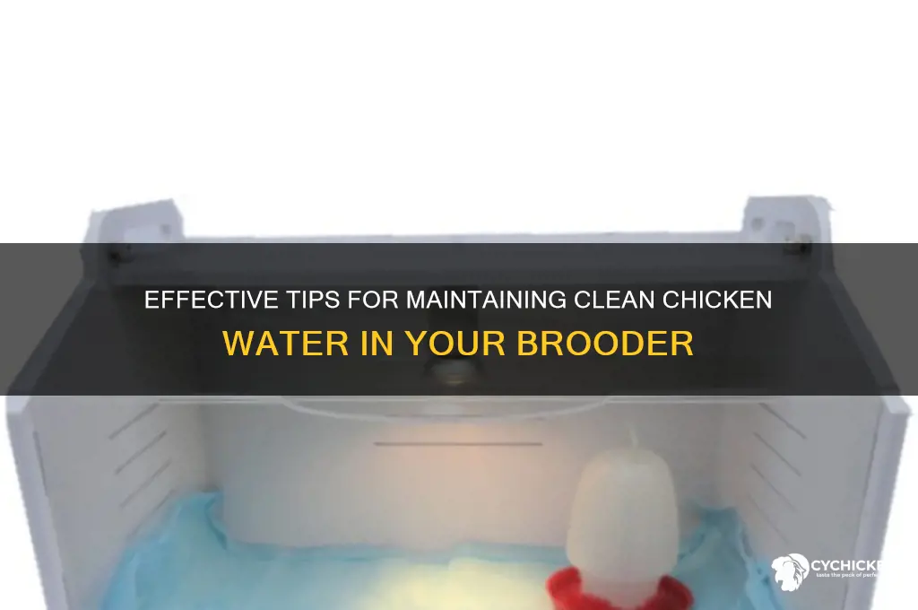 how to keep chicken water clean in brooder