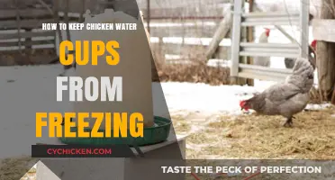 Prevent Frozen Chicken Waterers: Simple Tips for Winter Care