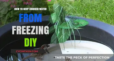 DIY Solutions to Prevent Chicken Water from Freezing in Winter