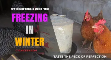 Preventing Frozen Chicken Waterers in Winter