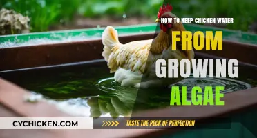 Prevent Algae in Chicken Water: Simple and Effective Solutions