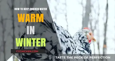 Winter Chicken Care: Tips to Keep Their Water Warm