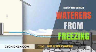 Prevent Frozen Chicken Waterers: Simple Winter Care Tips for Poultry