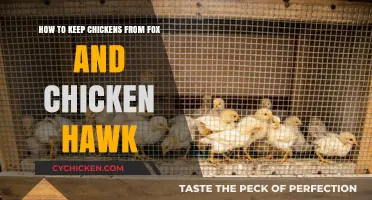 Protecting Chickens: Fox and Chicken Hawk Deterrents