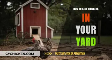 Happy Hens, Happy Homes: A Guide to Backyard Chicken Keeping