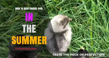 Cool Chicks: Summer Tips for Happy, Healthy Baby Chickens