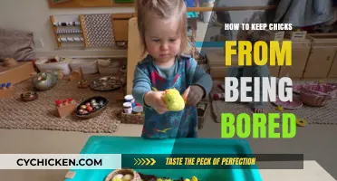 Engaging Activities to Prevent Boredom in Your Curious Chicks