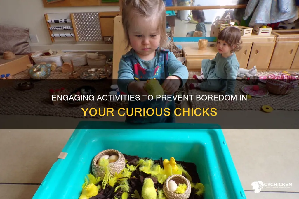 how to keep chicks from being bored