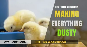Prevent Chick Dust: Tips for a Clean Brooder Environment