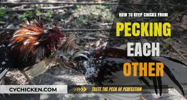 Prevent Chick Pecking: Tips to Keep Your Flock Peaceful and Healthy