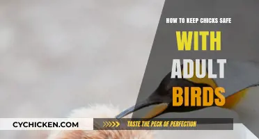 Safeguarding Chicks: Tips for Harmonious Coexistence with Adult Birds