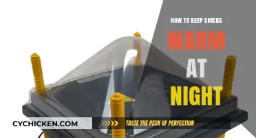 Cozy Chick Care: Nighttime Warmth Tips for Happy, Healthy Chicks