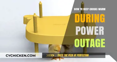Keeping Chicks Cozy: Power Outage Survival Tips for Baby Birds