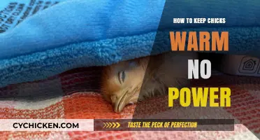 Keeping Chicks Cozy: No-Power Solutions for Warmth and Survival