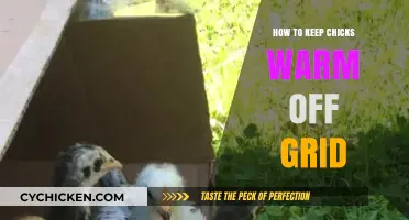 Off-Grid Chick Care: Simple Ways to Keep Chicks Warm Naturally