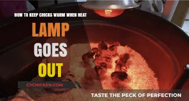 Keeping Chicks Warm: Emergency Heat Lamp Alternatives