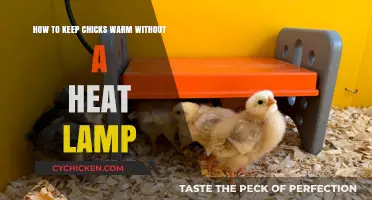 Keeping Chicks Warm: Alternative Methods to Heat Lamps