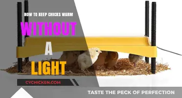 Cozy Chick Care: Alternative Methods to Keep Chicks Warm Without Heat Lamps