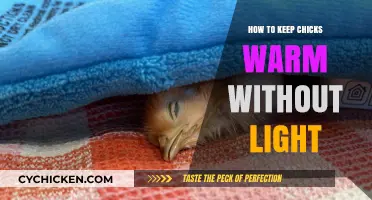Cozy Chick Care: Warmth Without Light for Happy, Healthy Chicks