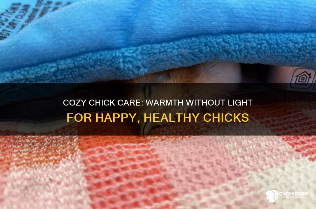 how to keep chicks warm without light