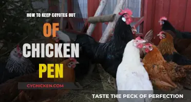 Effective Strategies to Protect Your Chickens from Coyotes