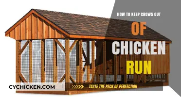 Effective Strategies to Protect Your Chickens from Crows in the Run