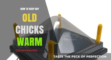 Essential Tips for Keeping Day-Old Chicks Cozy and Safe