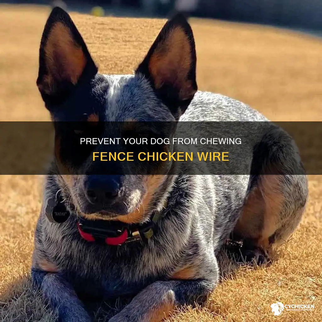 how to keep dog from chewing fence chicken wire