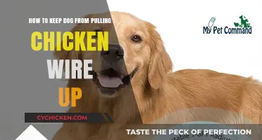 Stopping Dogs From Pulling Chicken Wire: A Quick Guide