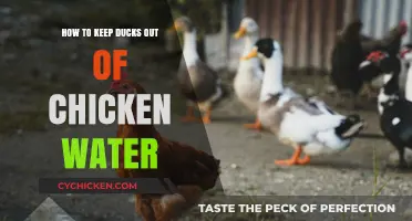 Effective Strategies to Keep Ducks Away from Chicken Water Supplies